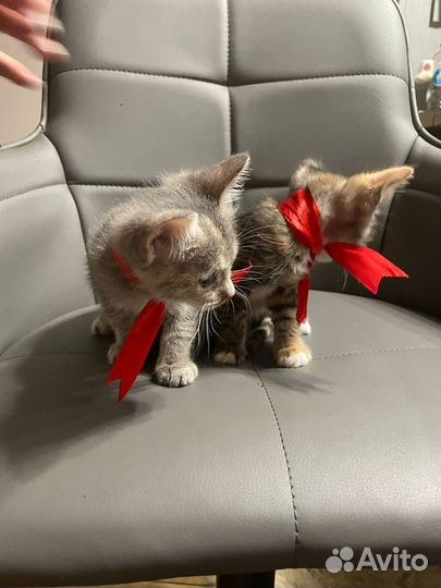 Кошка в дар