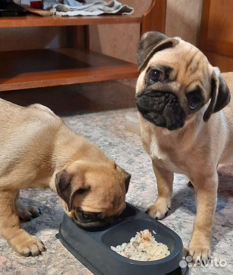 Щенки мопса девочки