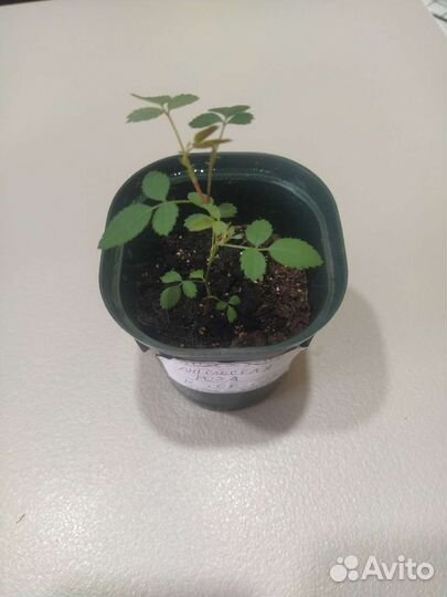 Ангельская роза