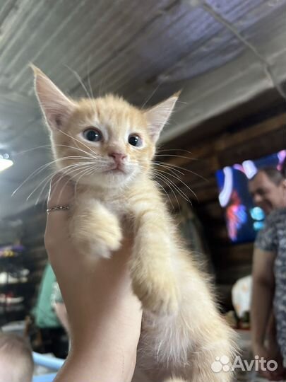 Котенок в добрые руки