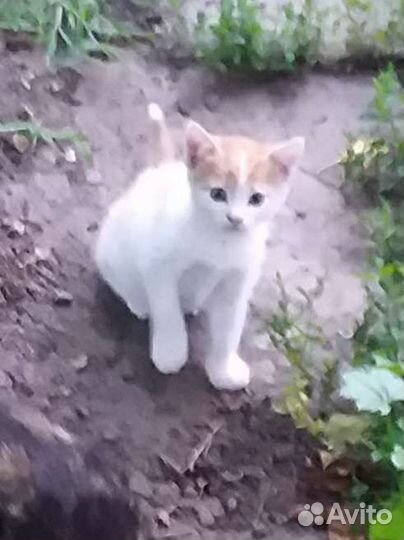 Котенка в добрые руки бесплатно