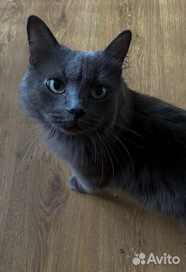 Кошка нибелунг