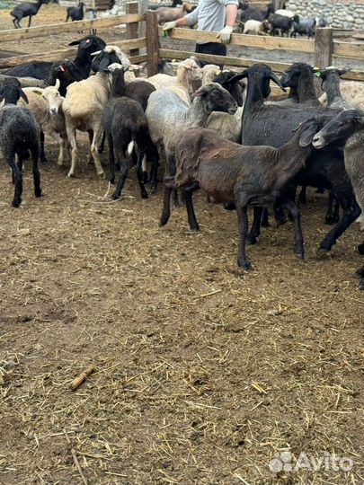Овцы бараны