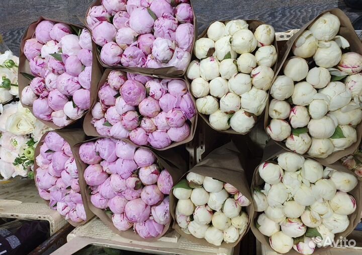 Пионы Цветы Доставка