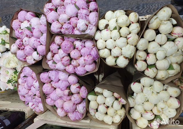 Пионы Цветы Доставка