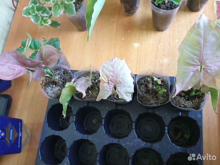 Сингониум и Эпипремнум