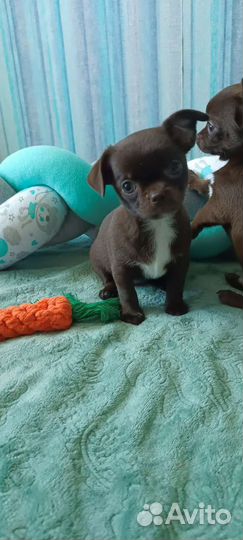 Щенки чихуахуа