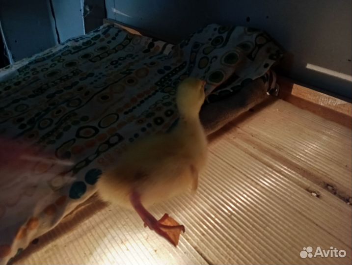 Утята, гусята