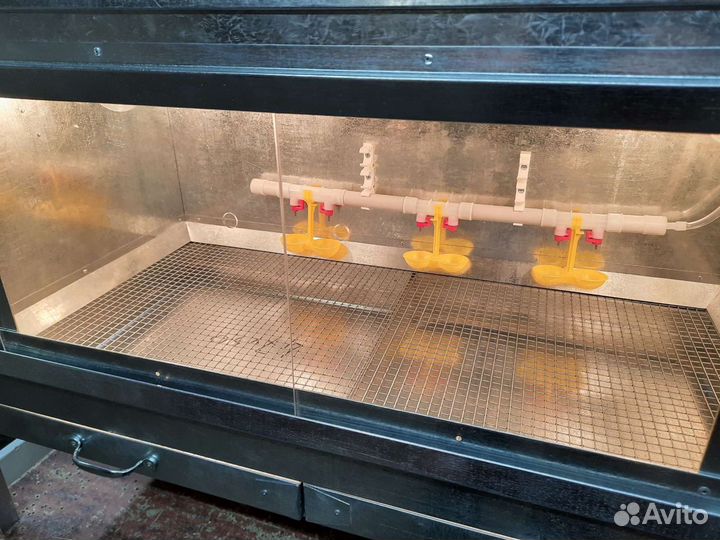 Брудер для цыплят