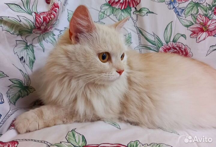 Персея ищет дом