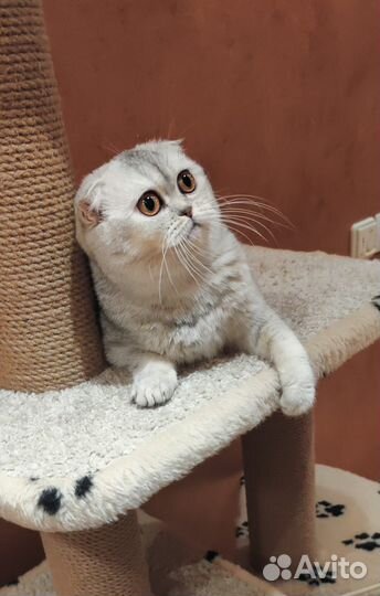 Вязка кошки шиншилла