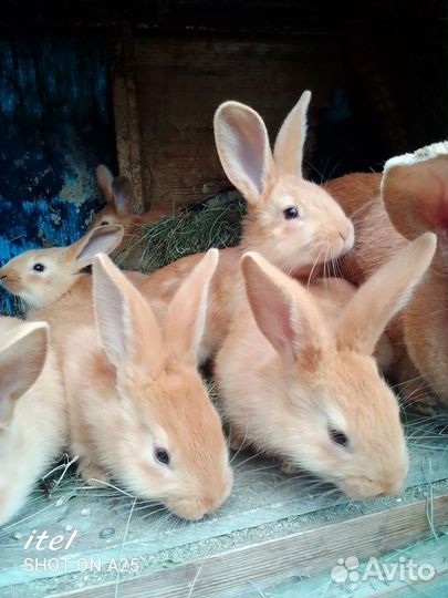 Кролики мясных пород