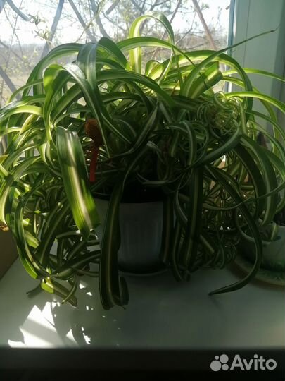 Хлорофитум