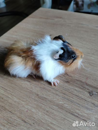 Морская свинка