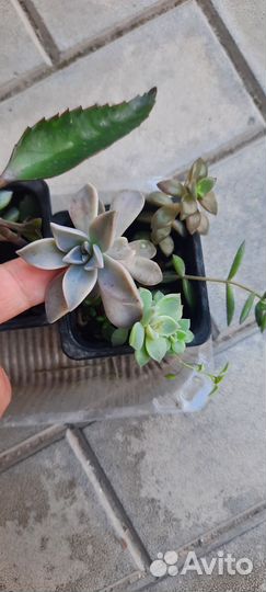 Детки суккулентов