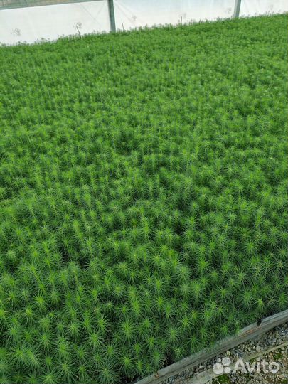 Посадочный материал сосны зкс