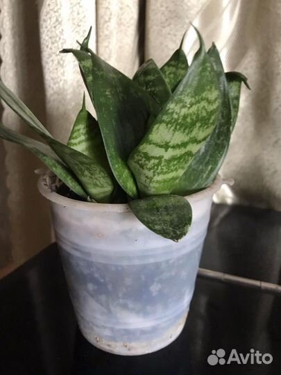 Щучий хвост. Хойя. Сансиверия