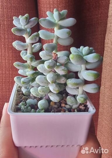 Sedum Treleasei, Echeveria marble, Decairn Apricot