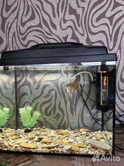 Аквариум без рыб 100 л и 30л