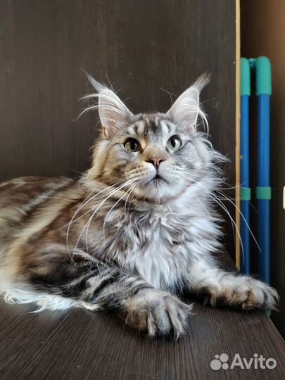 Котята мейн-кун