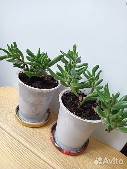 Крассула хоббит