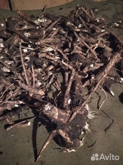 Корень Хрена 2024