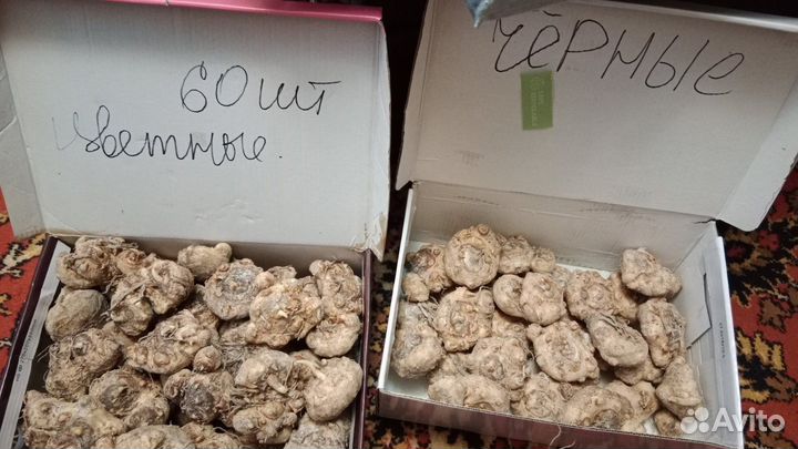 Картошки Калл