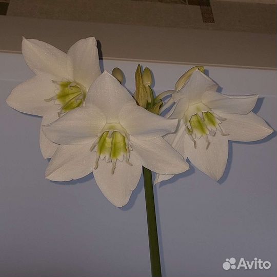 Эухарис. амазонская лилия