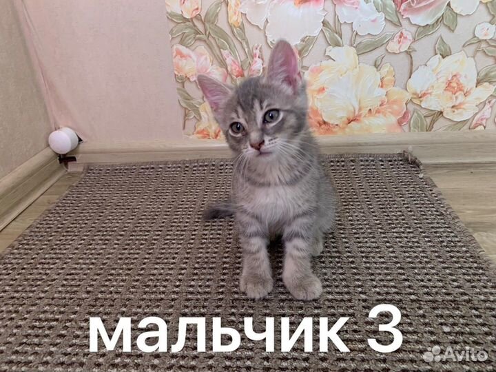 Котята в добрые руки