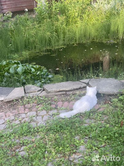 Котик-экзотик