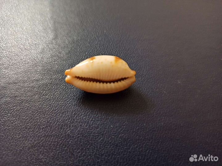 Морская раковина