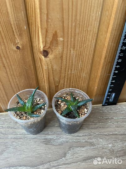 Сансевьерия, суккуленты, кактусы