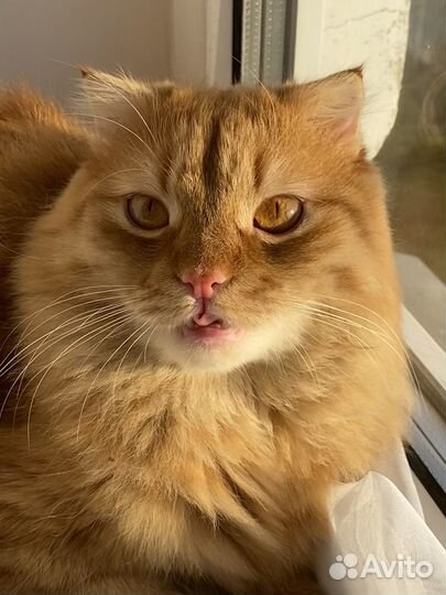 Котик в добрые руки