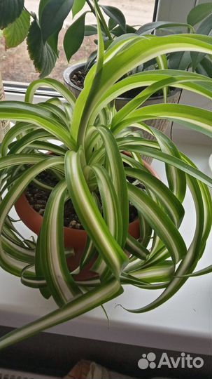 Хлорофитум кудрявый