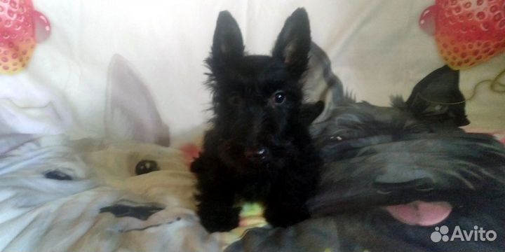 Щенки скотч терьера