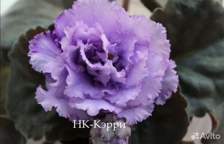 Детки сортовых фиалок