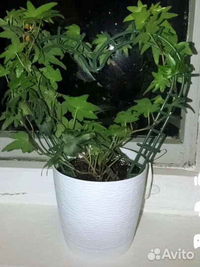 Филодендрон гитаровидный