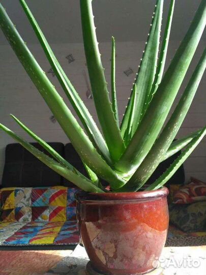 Алоэ вера большой