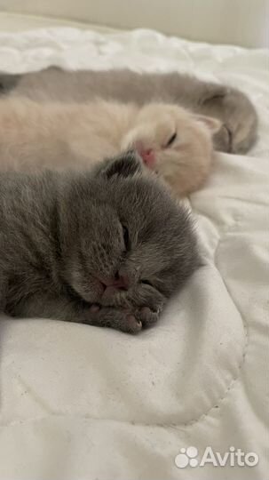 Британская