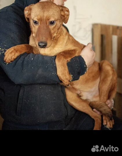 Кобелёк из приюта