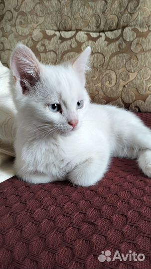 Кошки в добрые руки
