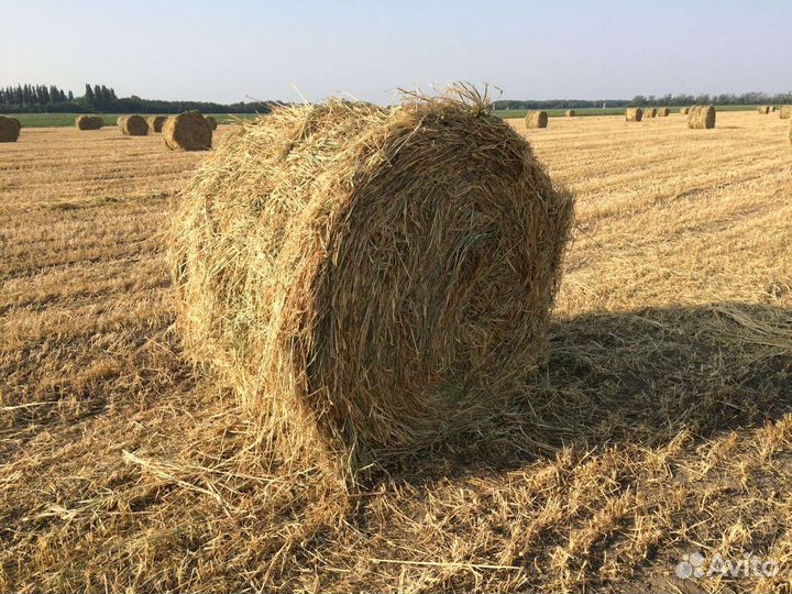 Чумиза сено