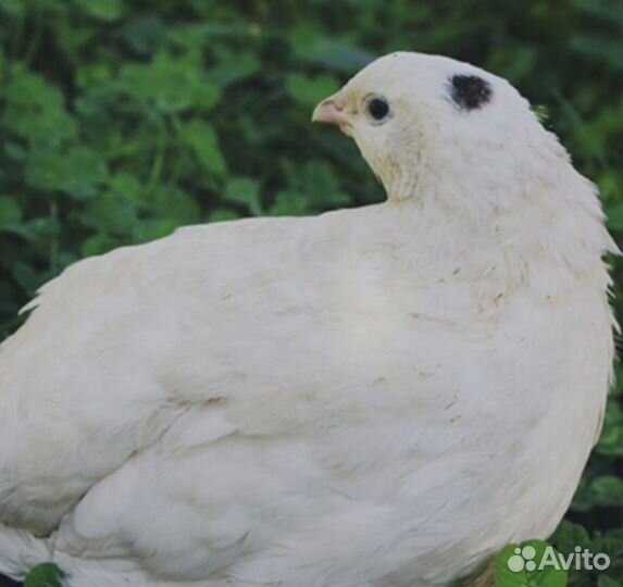 Перепёлки молодки 