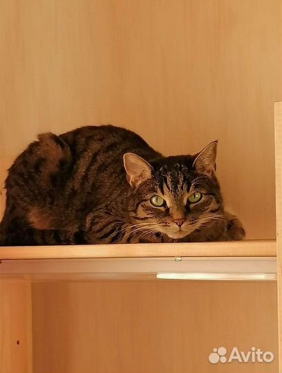 Кошки в добрые руки бесплатно