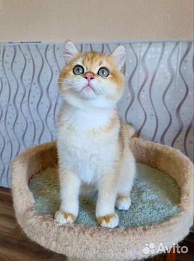 Золотой малыш