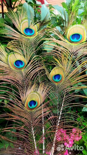 Перо павлина