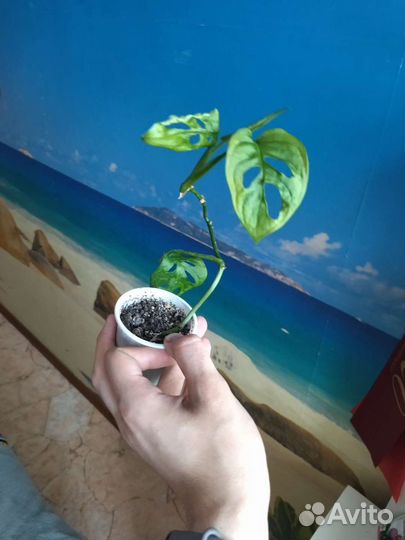 Монстера аденсони Monstera Adensonii