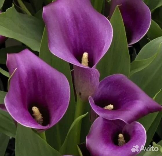 Луковицы гладиолусов и калл