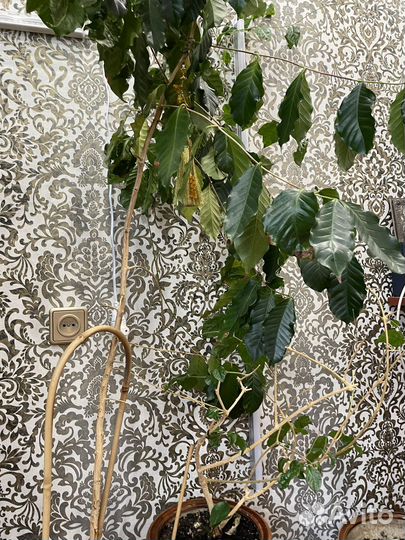 Горшки цветочные