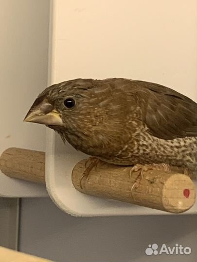 Японские амадины